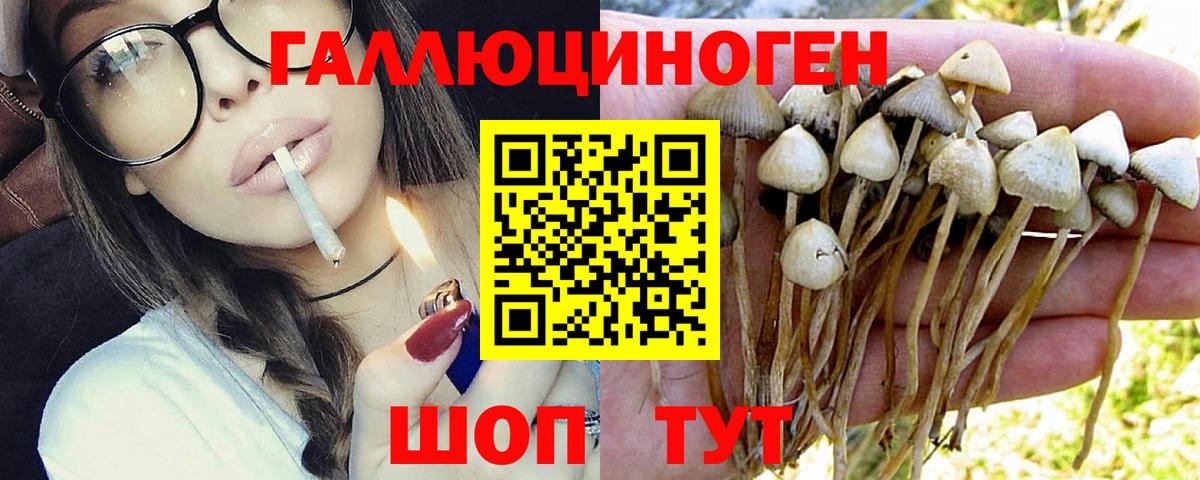 Галлюциногенные грибы Cubensis  Галлюциногенные грибы Psilocybine cubensis  Семёнов  Вход с VPN 